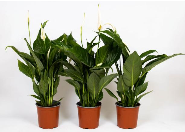 Fresca-Plant Spathipyllum Vivaldi (17 cm)