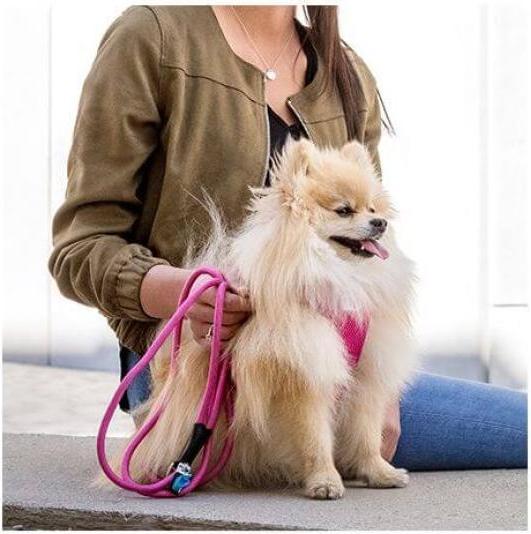 Actual product image Curli Dog leash Stretch Comfort ø 10 mm / 1.8 m, Moss (L, Dog, General)