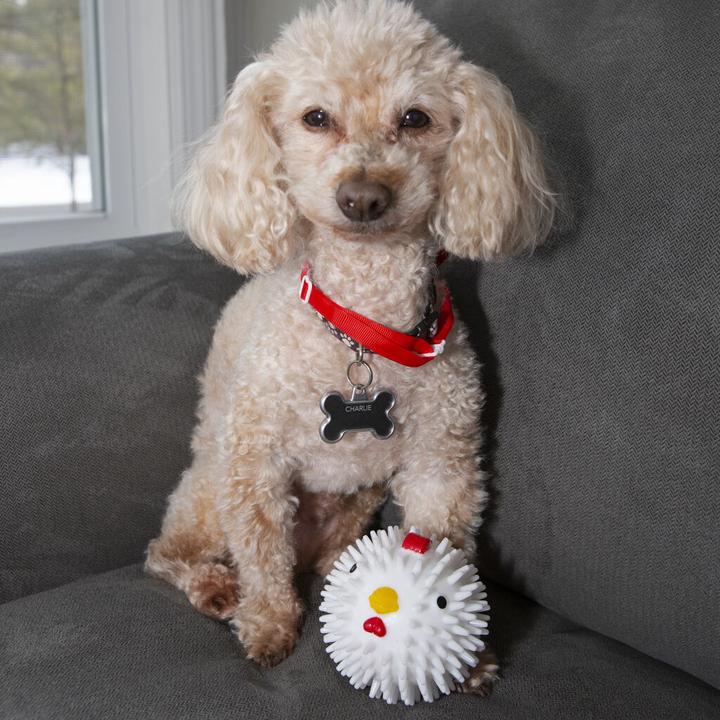 Actual product image Kikkerland Kobe Chicken Ball (Ball toy dog)