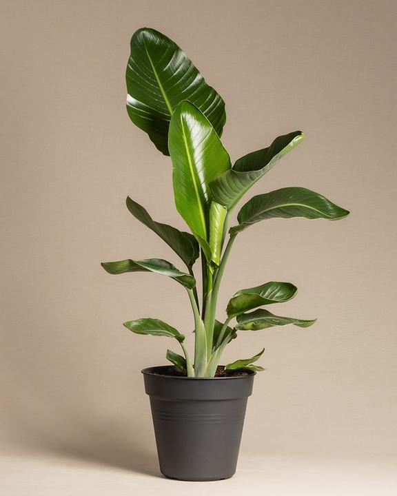 Actual product image feey Strelitzia XL (110 cm, Freshly repotted)