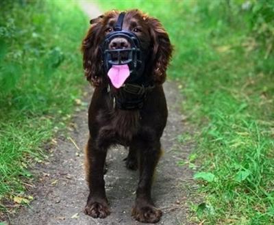 Produktbild Company of Animals Maulkorb Ultra Muzzle Gr. 2 (2, Hund, Allgemein)