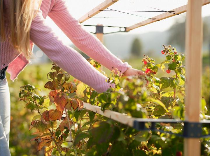 Productafbeelding Gusta Garden BERRY BUDDY modulaire bruine bessenhouder (93 cm, 11.90 cm)