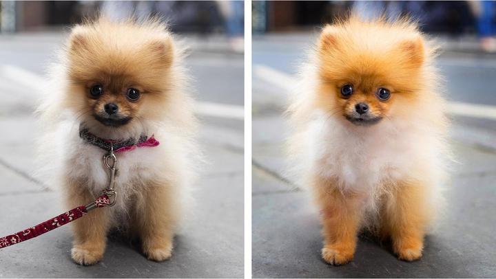 Actual product image Adobe Photoshop & Premiere Elements 2022 (1 User, unlimited)