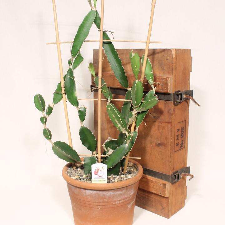 Kakteen Gautschi Hylocereus undatus (60 cm)