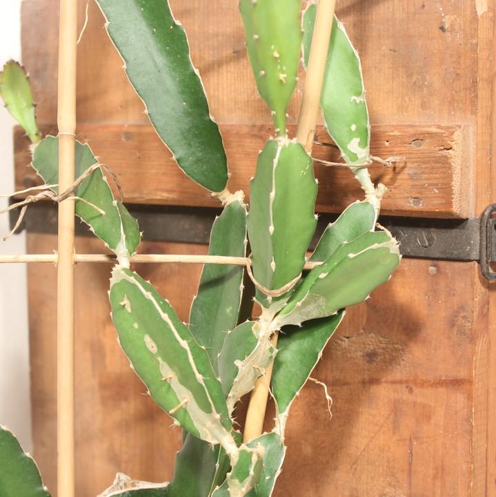 Produktbild Kakteen Gautschi Hylocereus undatus (60 cm)