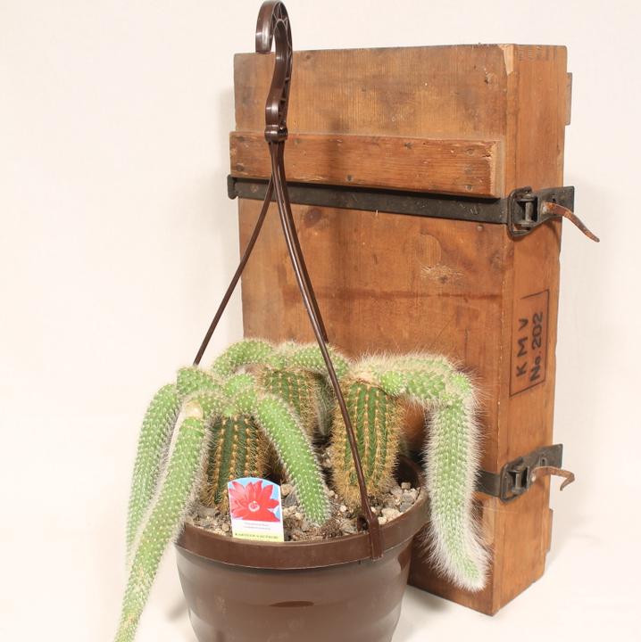 Immagine prodotto Kakteen Gautschi Cleistocactus colademononis (25 cm)