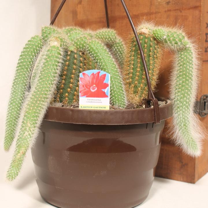 Immagine prodotto Kakteen Gautschi Cleistocactus colademononis (25 cm)