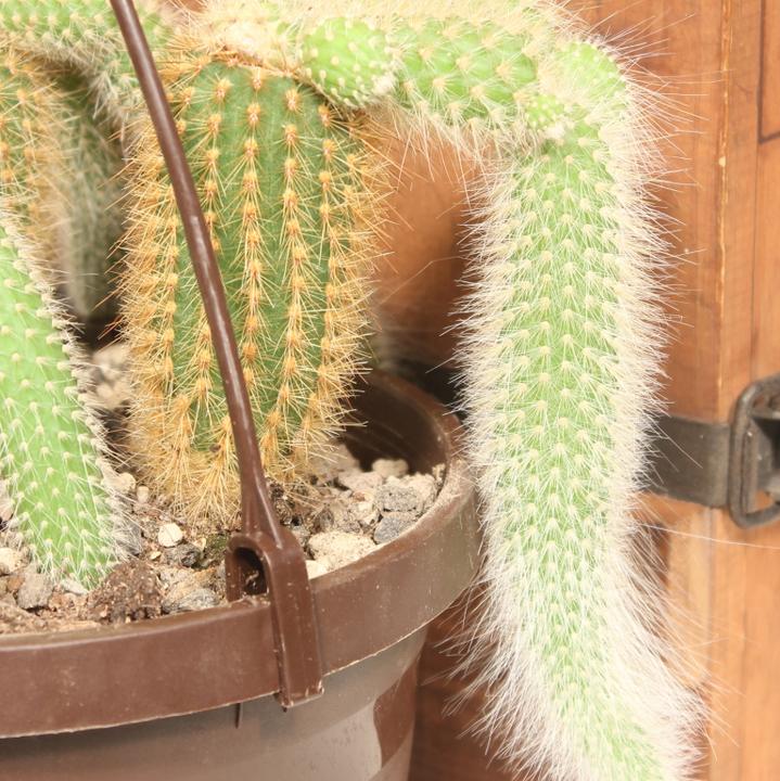 Immagine prodotto Kakteen Gautschi Cleistocactus colademononis (25 cm)