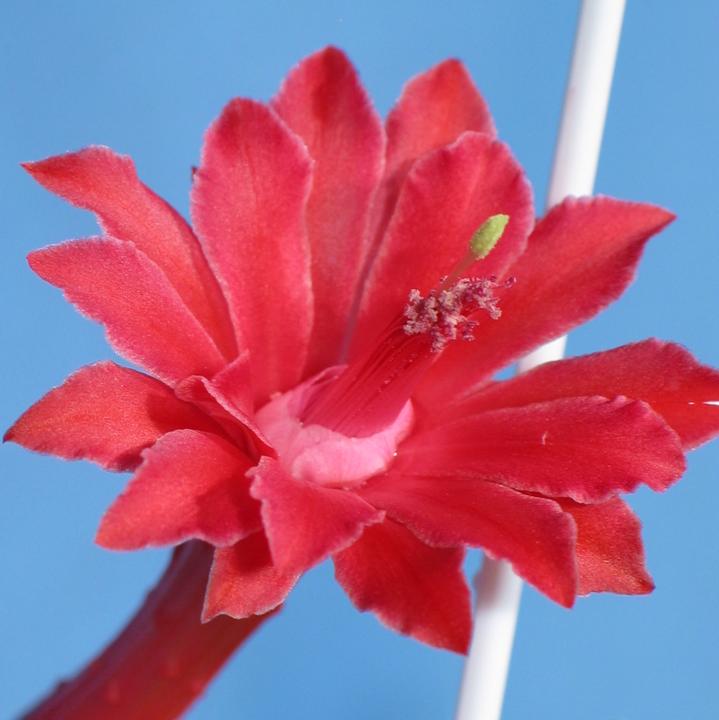 Immagine prodotto Kakteen Gautschi Cleistocactus colademononis (25 cm)