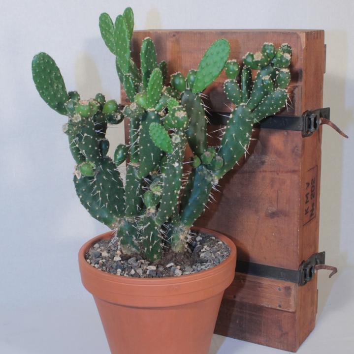 Kakteen Gautschi Opuntia quitensis (45 cm)