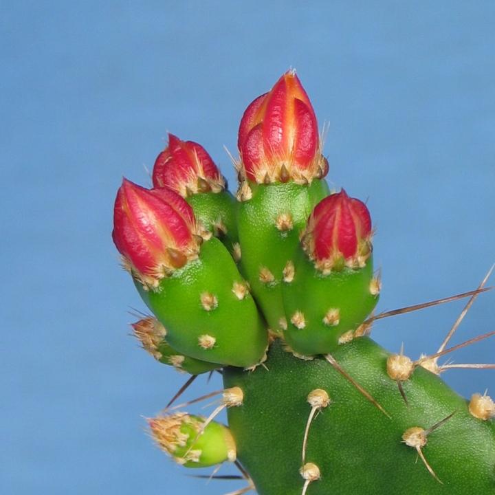 Image du produit Kakteen Gautschi Opuntia quitensis (45 cm)