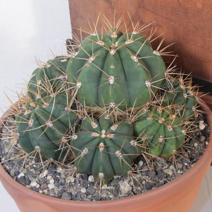Produktbild Kakteen Gautschi Trichocereus terscheckii (25 cm)