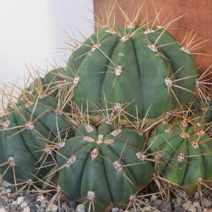 Produktbild Kakteen Gautschi Trichocereus terscheckii (25 cm)