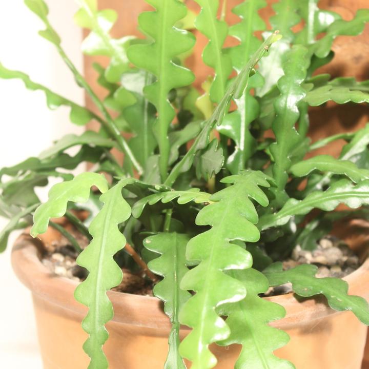 Produktbild Kakteen Gautschi Epiphyllum anguliger (40 cm)