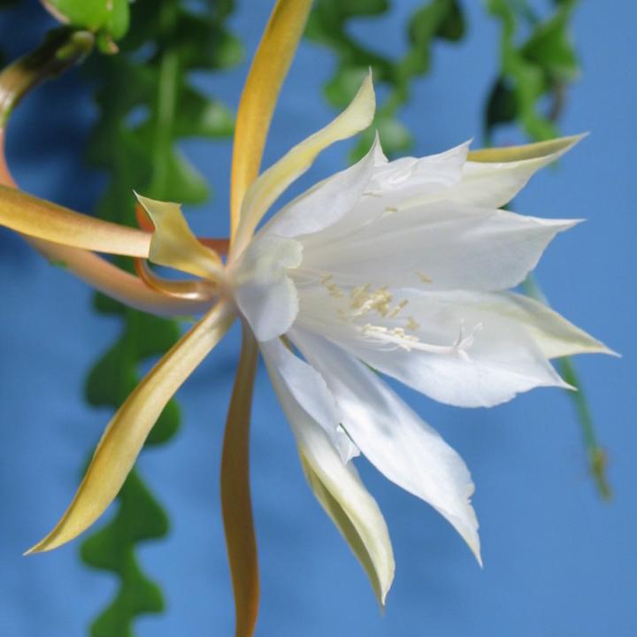 Produktbild Kakteen Gautschi Epiphyllum anguliger (14 cm)