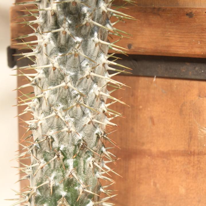 Produktbild Kakteen Gautschi Pachypodium lameri (50 cm)