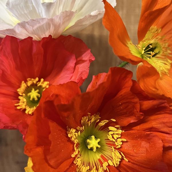 Produktbild Säntispracht 2 er Set, Der insektenliebende Islandmohn - Papaver nudicaule MIX (40 cm)