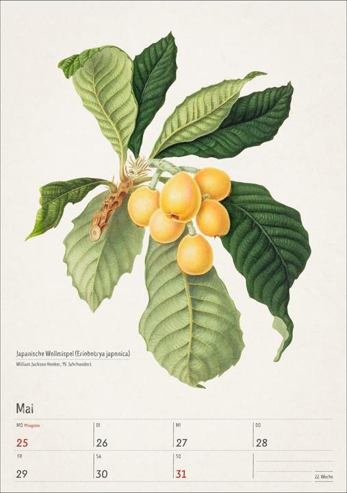 Actual product image Harenberg Bunte Pflanzenwelt Wochenplaner 2026 - 53 historische Illustrationen (Hardcover, German)