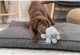 Image du produit Trixie Poulpe réversible, peluche, 19 cm (Jouet alimentaire pour chien)