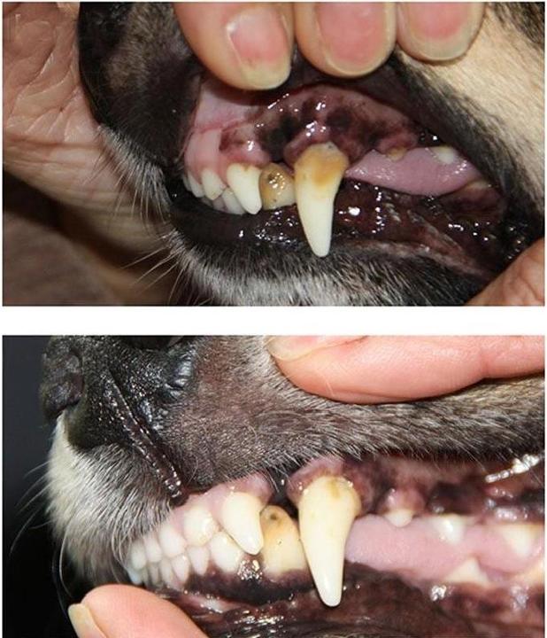 Produktbild Mira-pet Ultraschall-Zahnbürste (Hund, 2021.25 ml)