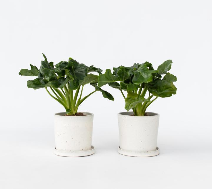 Produktbild Plant in a Box Philodendron bipinnatifidum 'Atom' - 2er Set Fiederspaltiger Baumfreund (30 cm)