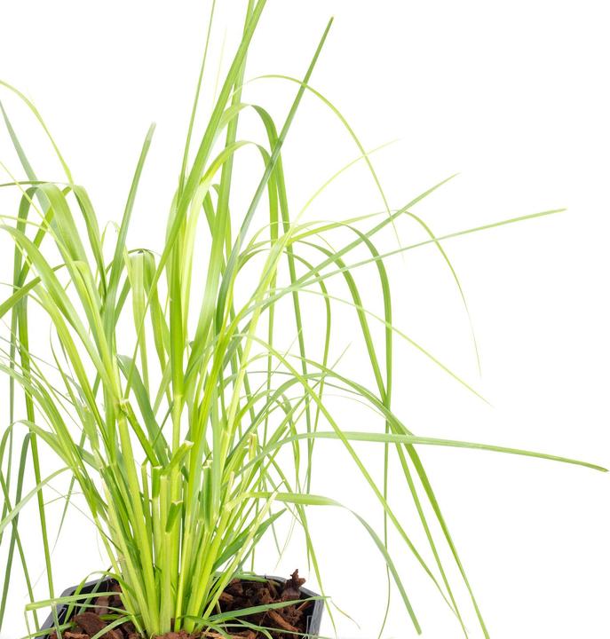 Produktbild Flowerbox Pampasgras - Cortaderia selloana 'Mini Pampas' (50 cm)