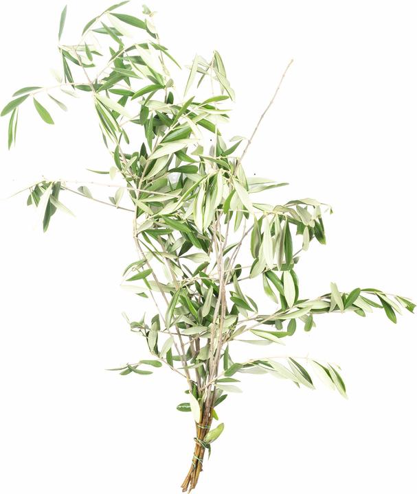 Produktbild Flowerbox Olivenblätter (Trockenblumen)