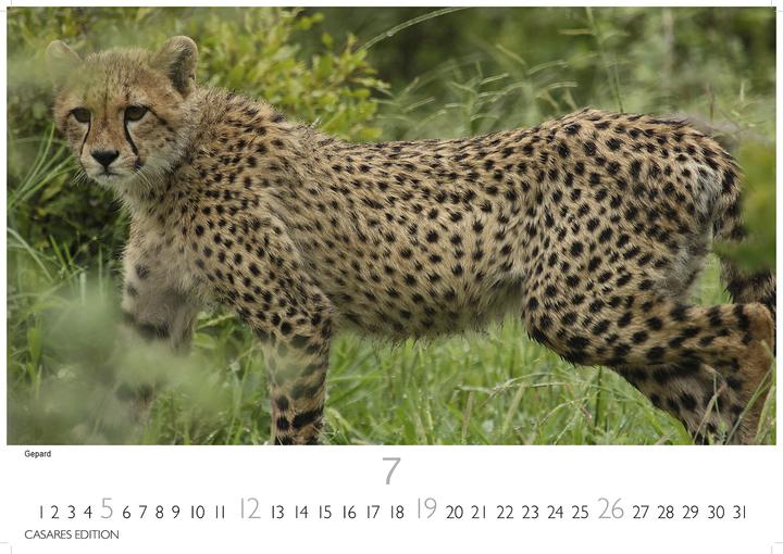 Produktbild Big Cats 2026 S 24x35cm (24 x 35 cm, Deutsch)