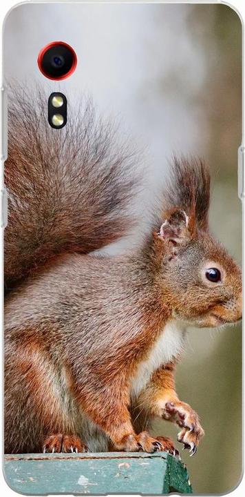 Squirrels