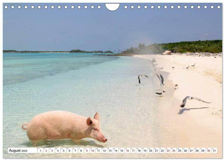 Produktbild Schweine im Dauerurlaub auf den Bahamas! (Wandkalender 2025 DIN A4 quer), Monatskalender (A4, Deutsch)
