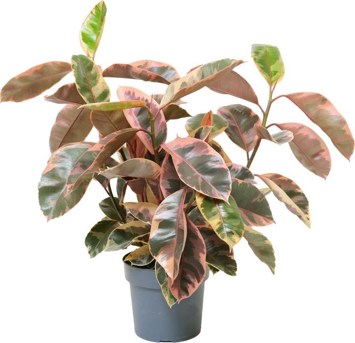 VEG and the City Malo (Pink Rubber Tree - Ficus elastica Belize) (90 cm)
