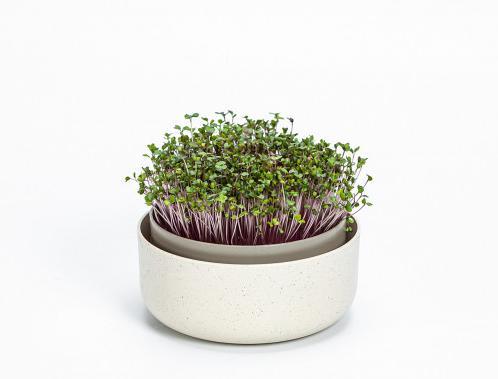 Plastia Urbalive sprout kit
