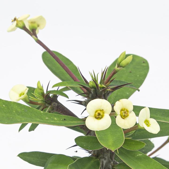Produktbild Kakteen Gautschi Euphorbia milii Set (25 cm)