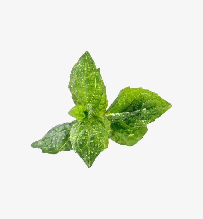Image du produit Véritable Menthe bio (Graines d'herbes aromatiques)
