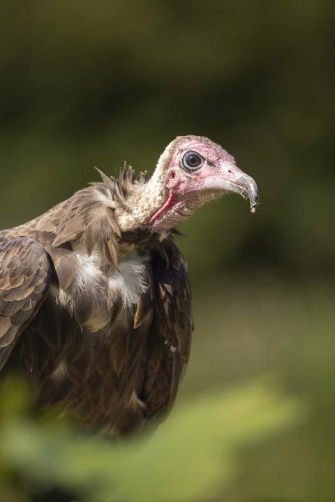 Immagine prodotto Canon RF 200-800mm f/6.3-9 IS USM (Canon RF, Full-frame)