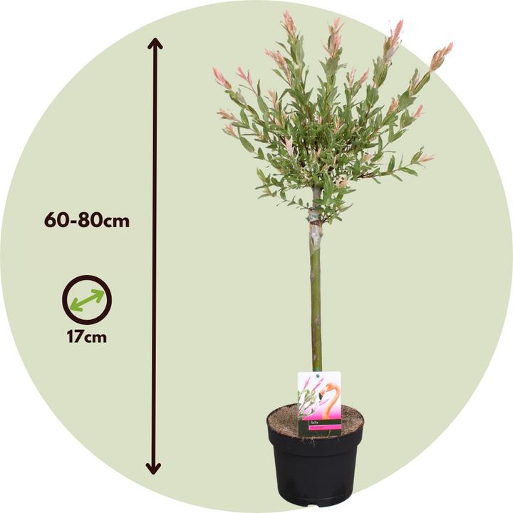 Actual product image Plant in a Box Salix integra 'Flamingo' - Set of 4 Loosestrife (60 cm)