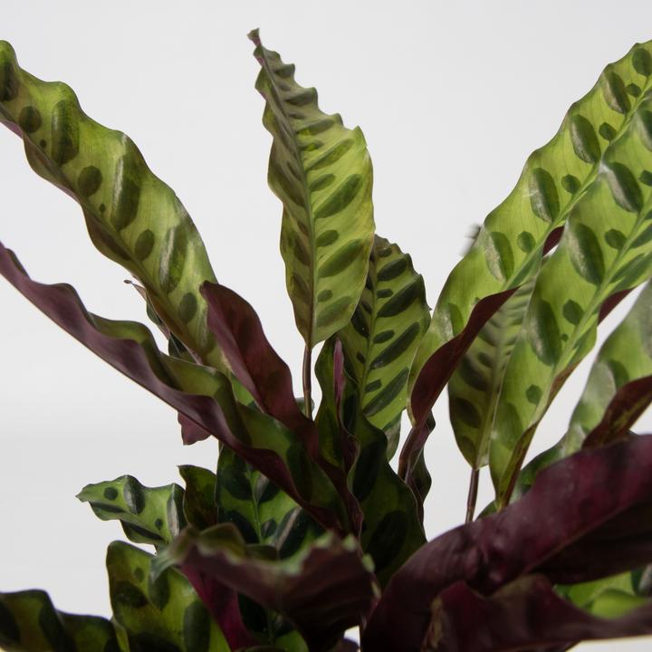 Actual product image Plant in a Box Calathea, Philodendron, Strelitzia - 3 mix Green indoor plants (25 cm)