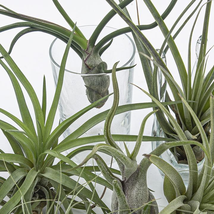 Immagine prodotto Kakteen Gautschi Tillandsia Set 3 (15 cm)