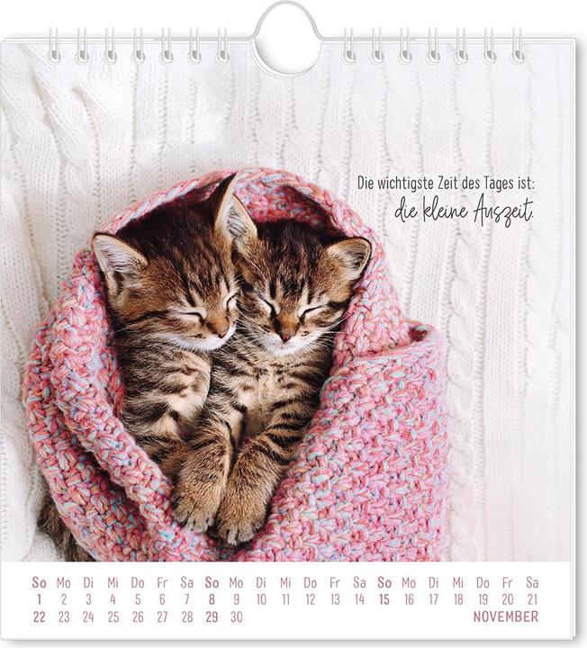 Produktbild Postkartenkalender 2026 Auf leisen Pfot (16 x 17 cm, Harter Einband, Deutsch)