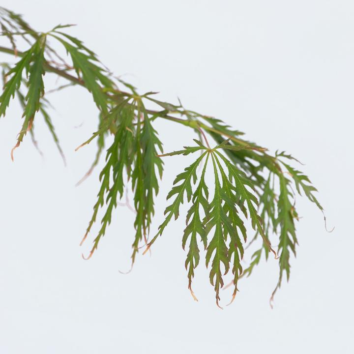 Produktbild Plant in a Box Acer palmatum 'Inaba-shidare' - Japanischer Ahorn (30 cm)