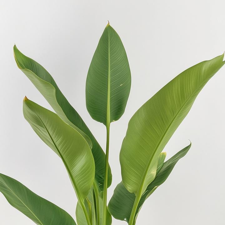 Image du produit Plant in a Box Strelitzia Reginea - Plante oiseau de paradis (25 cm)