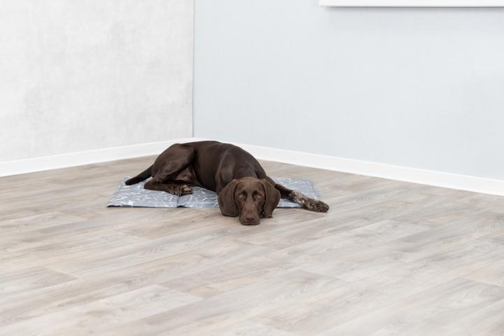 Image du produit Trixie Soft (Chien)