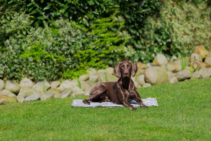 Image du produit Trixie Soft (Chien)