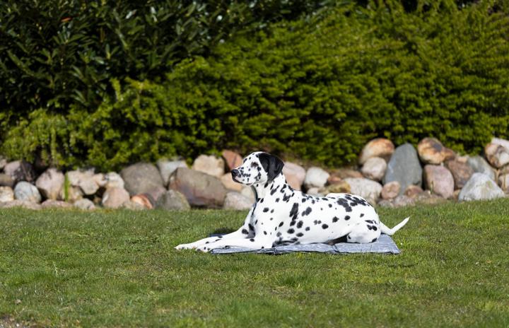 Image du produit Trixie Soft (Chien)