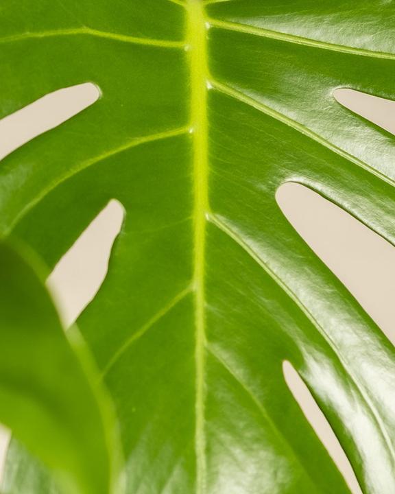 Immagine prodotto feey Monstera grande (65 cm, Appena rinvasata)