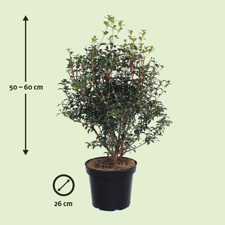 Produktbild Zulauf Duftblüte / Osmanthus x burkwoodii (60 cm)