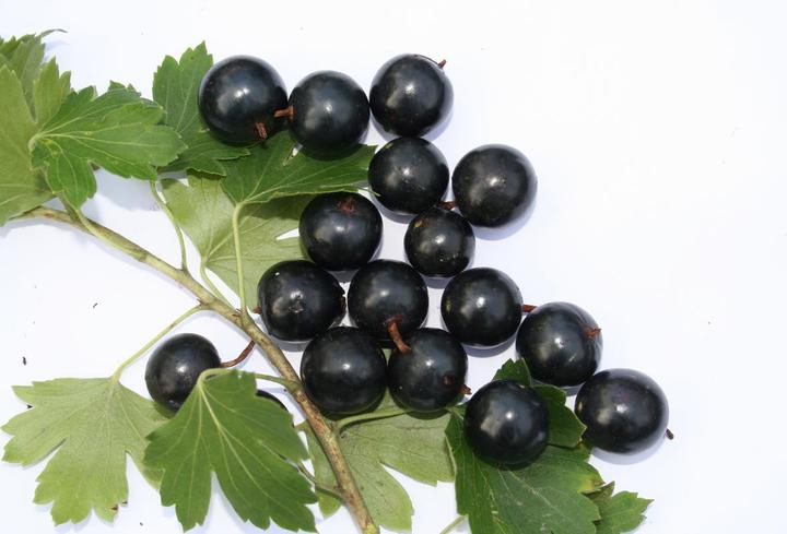 Produktbild Lubera Vierbeere® Black Gem®