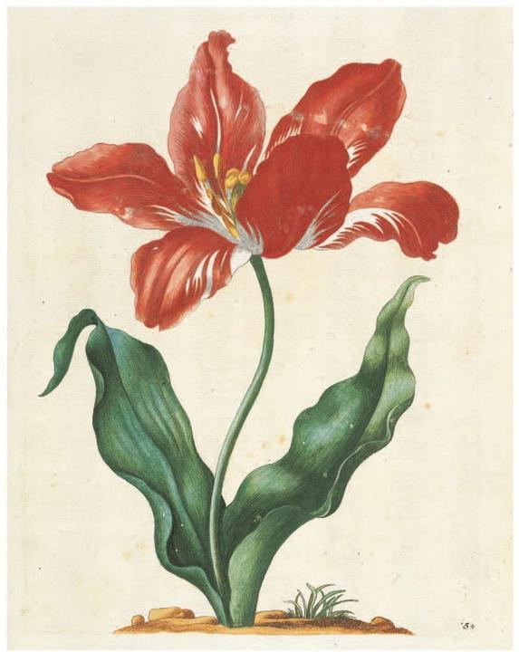 Produktbild Maria Sibylla Merian: The New Book of Flowers/Neues Blumenbuch (Deutsch, Englisch, Stella Christiansen, 2020)