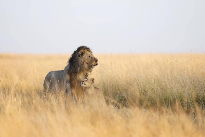 Produktbild Sony FE 300mm F2.8 GM OSS (Sony E, Vollformat)
