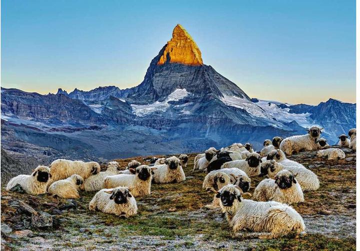 Ravensburger Meet the Sheep Zermatt (1000 Teile)